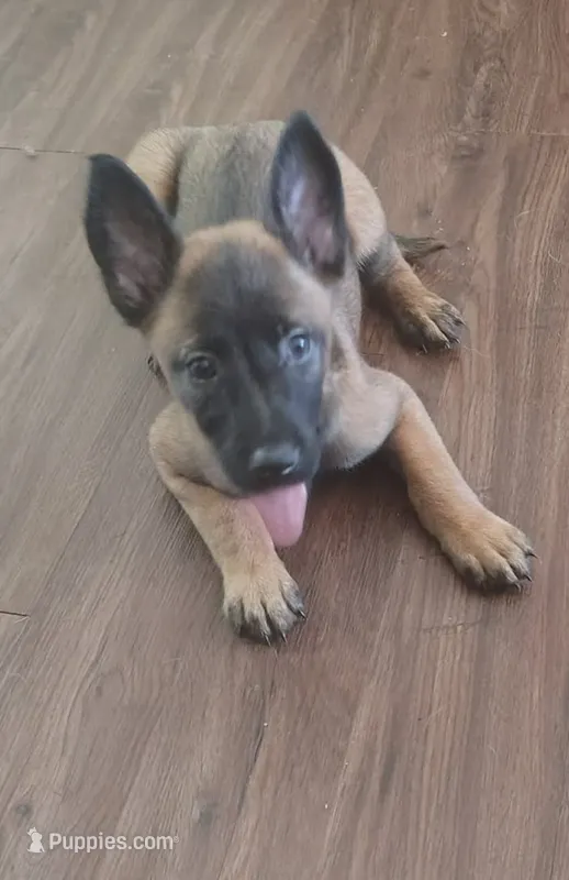 No name  – Belgian Malinois puppy for sale in Fort Worth, TX