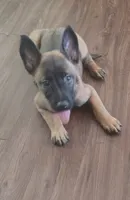 No name , a female Belgian Malinois for sale in Fort Worth, TX – 1 of 1