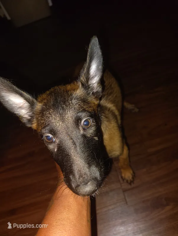No name  – Belgian Malinois puppy for sale in Fort Worth, TX