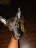 No name , a female Belgian Malinois for sale in Fort Worth, TX – 1 of 1