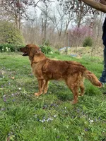 Grey Boy, a male Golden Retriever for sale in Clay City, IN – 4 of 4