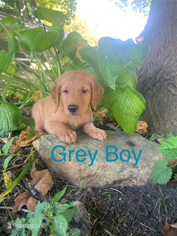 Grey Boy – Golden Retriever puppy for sale in Clay City, IN