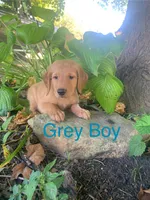 Grey Boy, a male Golden Retriever for sale in Clay City, IN – 1 of 4