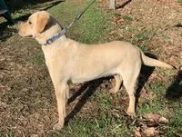 Doe , a female Labrador Retriever for sale in Clay City, IN – Photo 3 of 4