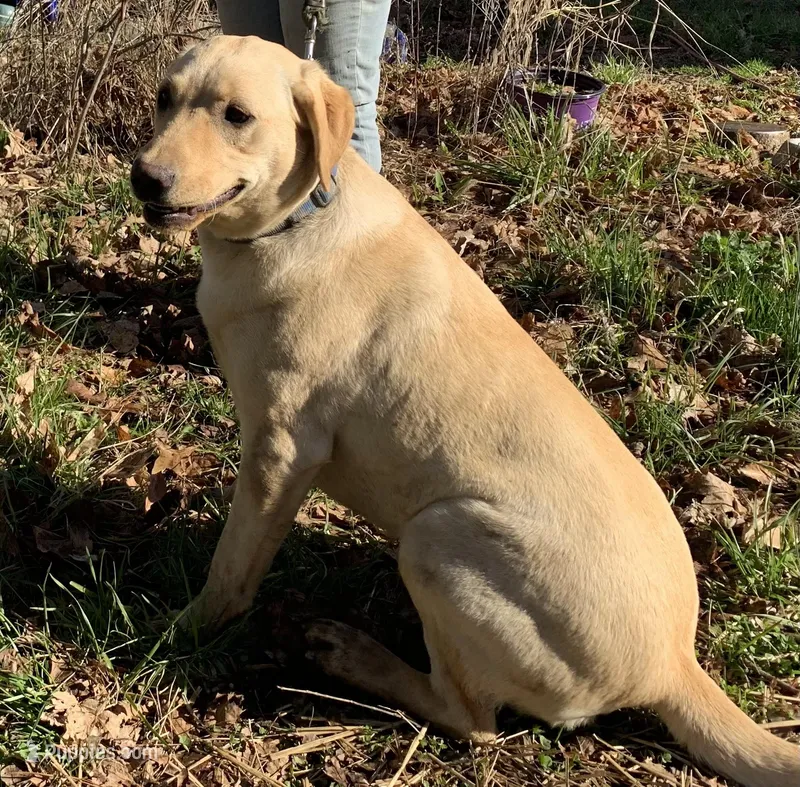 Doe  – Labrador Retriever puppy for sale in Clay City, IN