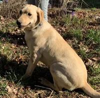 Doe , a female Labrador Retriever for sale in Clay City, IN – Photo 1 of 4