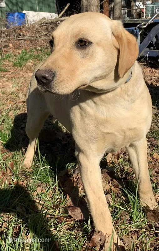 Doe  – Labrador Retriever puppy for sale in Clay City, IN