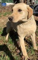 Doe , a female Labrador Retriever for sale in Clay City, IN – Photo 2 of 4
