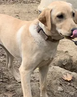 Doe , a female Labrador Retriever for sale in Clay City, IN – Photo 2 of 2