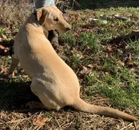 Doe , a female Labrador Retriever for sale in Clay City, IN – Photo 4 of 4