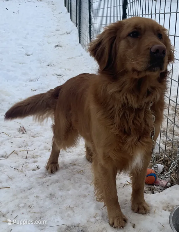 Lily – Golden Retriever puppy for sale in Clay City, IN