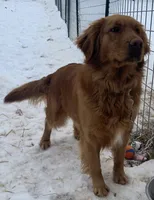 Lily, a female Golden Retriever for sale in Clay City, IN – 3 of 4