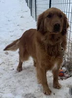 Lily, a female Golden Retriever for sale in Clay City, IN – 1 of 4