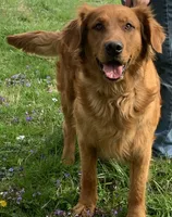 Grey Boy, a male Golden Retriever for sale in Clay City, IN – 3 of 4