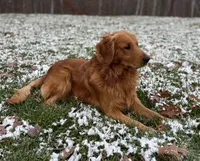 Grey Boy, a male Golden Retriever for sale in Clay City, IN – 2 of 4