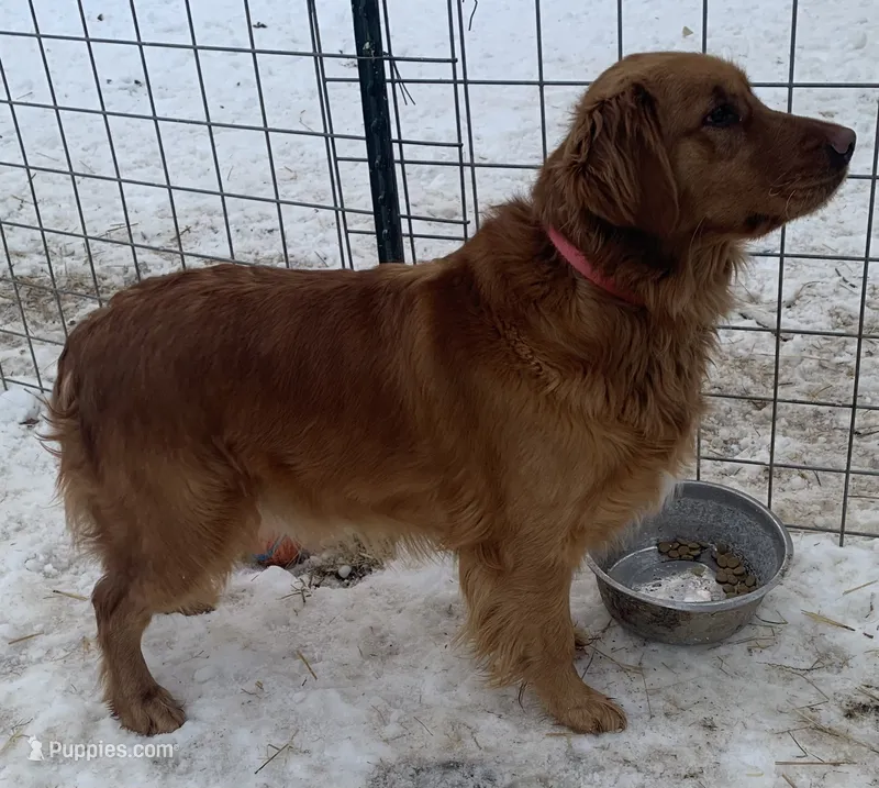 Lily – Golden Retriever puppy for sale in Clay City, IN