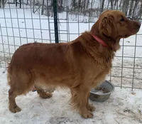 Lily, a female Golden Retriever for sale in Clay City, IN – 4 of 4