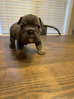 Phantom, a male English Bulldog for sale in Newnan, GA – Photo 6 of 8
