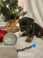 Phantom, a male English Bulldog for sale in Newnan, GA – Photo 1 of 8