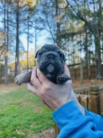 Phantom, a male English Bulldog for sale in Newnan, GA – Photo 3 of 8