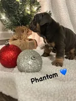 Phantom, a male English Bulldog for sale in Newnan, GA – Photo 7 of 8