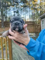 Phantom, a male English Bulldog for sale in Newnan, GA – Photo 8 of 8