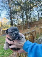Phantom, a male English Bulldog for sale in Newnan, GA – Photo 5 of 8