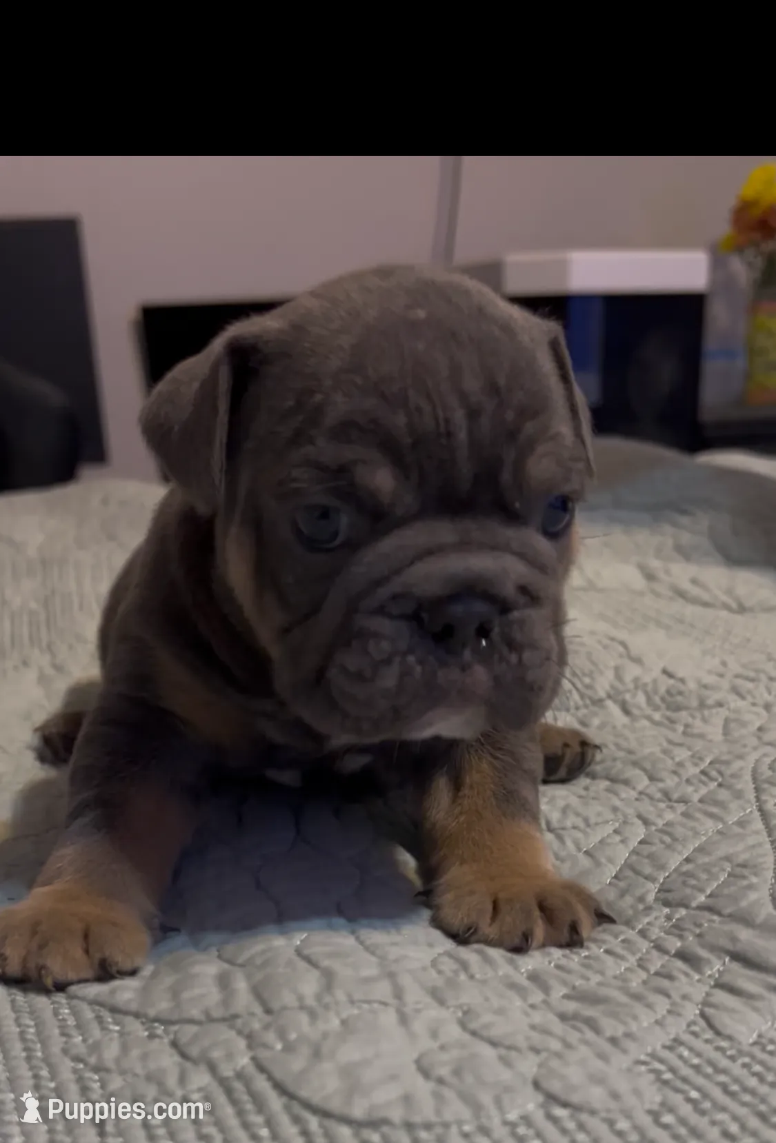 Phantom, a male English Bulldog for sale in Newnan, GA – Photo 2 of 8