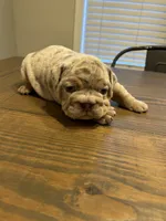 Bella, a female English Bulldog for sale in Newnan, GA – Photo 4 of 10