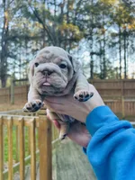 Bella, a female English Bulldog for sale in Newnan, GA – Photo 7 of 10