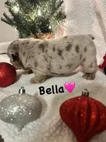 Bella, a female English Bulldog for sale in Newnan, GA – Photo 2 of 10