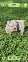 Bella, a female English Bulldog for sale in Newnan, GA – Photo 10 of 10