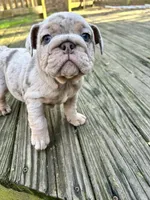 Bella, a female English Bulldog for sale in Newnan, GA – Photo 9 of 10