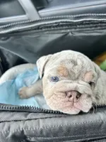 Bella, a female English Bulldog for sale in Newnan, GA – Photo 8 of 10