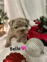 Bella, a female English Bulldog for sale in Newnan, GA – Photo 1 of 10