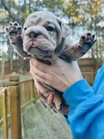 Bella, a female English Bulldog for sale in Newnan, GA – Photo 5 of 10