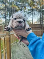 Bella, a female English Bulldog for sale in Newnan, GA – Photo 3 of 10