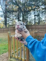 Casper, a male English Bulldog for sale in Newnan, GA – Photo 6 of 9