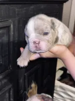 Casper, a male English Bulldog for sale in Newnan, GA – Photo 3 of 9