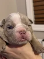 Casper, a male English Bulldog for sale in Newnan, GA – Photo 4 of 9