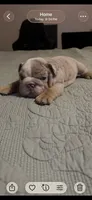 Casper, a male English Bulldog for sale in Newnan, GA – Photo 9 of 9