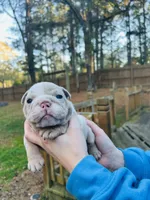 Casper, a male English Bulldog for sale in Newnan, GA – Photo 2 of 9