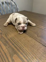 Casper, a male English Bulldog for sale in Newnan, GA – Photo 7 of 9