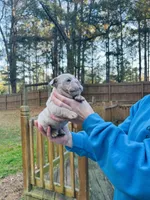 Casper, a male English Bulldog for sale in Newnan, GA – Photo 5 of 9