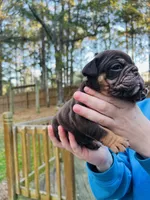Cocoa, a female English Bulldog for sale in Newnan, GA – Photo 2 of 8
