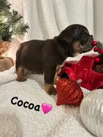 Cocoa, a female English Bulldog for sale in Newnan, GA – Photo 8 of 8