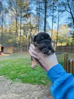 Cocoa, a female English Bulldog for sale in Newnan, GA – Photo 3 of 8