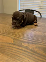 Cocoa, a female English Bulldog for sale in Newnan, GA – Photo 5 of 8
