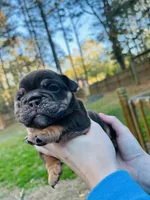 Cocoa, a female English Bulldog for sale in Newnan, GA – Photo 4 of 8