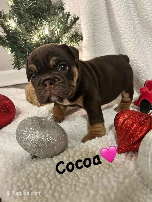 Cocoa